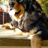 2018 10 15 Yoga on dogshouse 