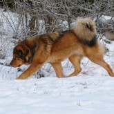 2018 12 29 Saffran long leap from side 