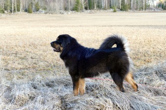 Bod KHyi Ser Vanna 14 månader Bod KHyi Ser Vanna 14 månader