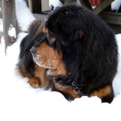 Bacchus in the snow P1190437