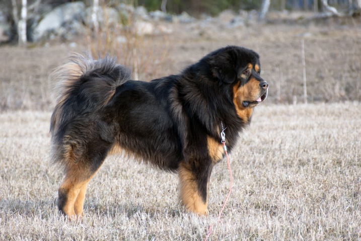 Bacchus 2 years old Bacchus 2 years old