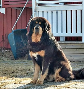 Bod Khyi Sierras Tsho Kaluha 4 ,5 years old Bod Khyi Sierras Tsho Kaluha 4 ,5 years old