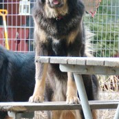 Vanna P1220005