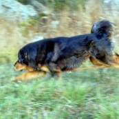 Bacchus long leap blury but nice P1380371