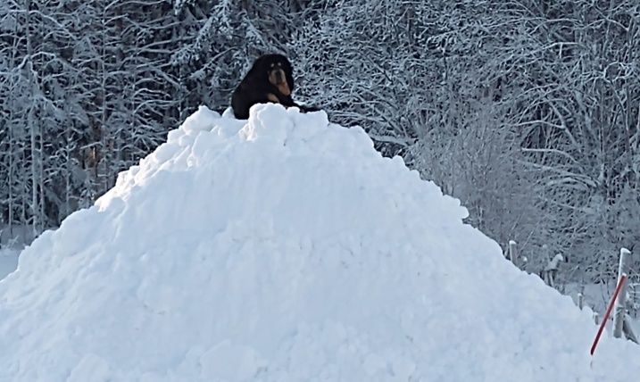 Kaluha on his snow throne 5 year 3 months old. Photo: T Sandström Kaluha on his snow throne 5 year 3 months old. Photo: T Sandström