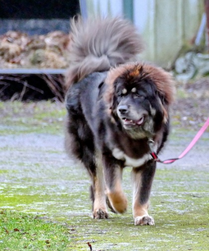 Jampo Tibetan Mastiff Kennel Bod Khyi