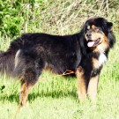 Humla 5,5 years old 