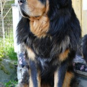 Bacchus 3,5 years old