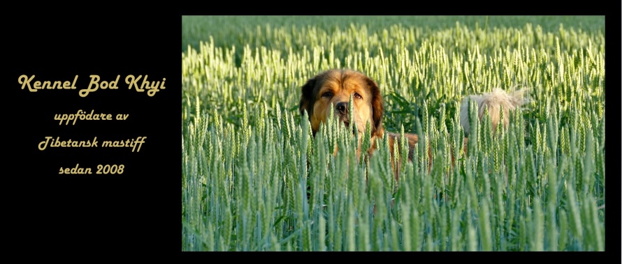 DISA JULI 2020 DISA JULI 2020
