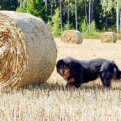 Humla behind the hay ball P1530331