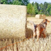 Disa behind a hay roll P1520812