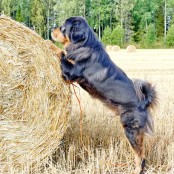 Bacchus standing towards hay roll P1520950