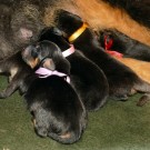Three days old Khawa litter P1570543