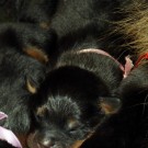 Bod Khyi Khawa litter pink P1570564
