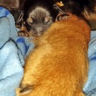Holding paw 128569626_466862217612319_6217138058293285325_n