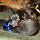 Bod Khyi Khawa litter blue and pink P1570623