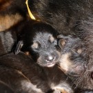 Bod Khyi Khawa litter yellow P1570616