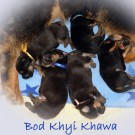 Bod Khyi Khawa litter 12 days old text  P1570818