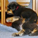 Mikka wrestling P1590392