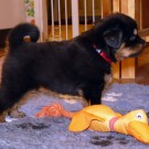 Mikka 4 weeks old stacking P1580929