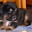 Bod Khyi Khawa puppy P1580915