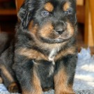 Bod Khyi Khawa puppy P1580913