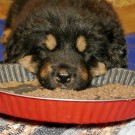 Lhotse fell asleep in food P1600258