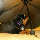 Umbrella and Nilak P1600005