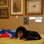 Humla in mummys bed P1620153
