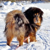 Bacchus 4 years old