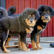4 months old with brother Lotus