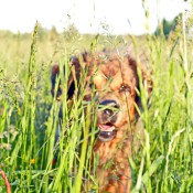 Saffran in tall grass blury but best P1720282