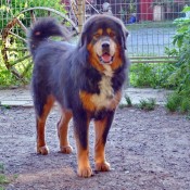 Humla in dogsyard P1720192