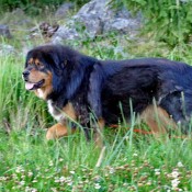 Humla in grass P1730087