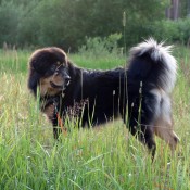 Chilla posing in tall grass P1730832