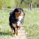 Humla 7,5 years old