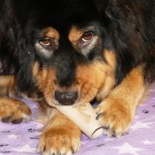 Chilla P2060255
