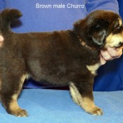 4 weeks Brown Churro P2060456