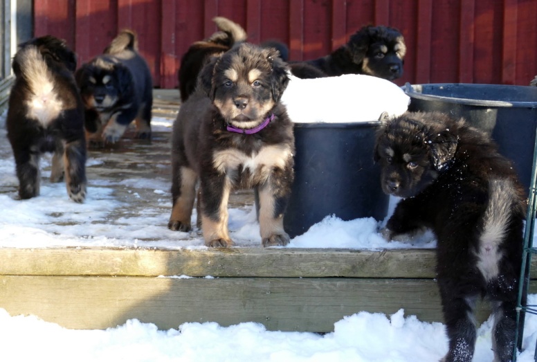 Puppies from Bod Khyi Momo litter 6 weeks old. Born Jan 27:th Puppies from Bod Khyi Momo litter 6 weeks old. Born Jan 27:th