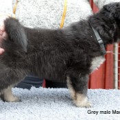 Bod Khyi Momo 5 week Grey Macaron P2070170