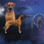 Jack hanhundsannons lila namn