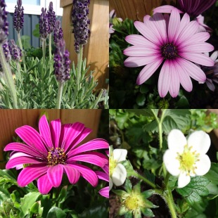 Lila blommor på vår uteplats Lila blommor på vår uteplats