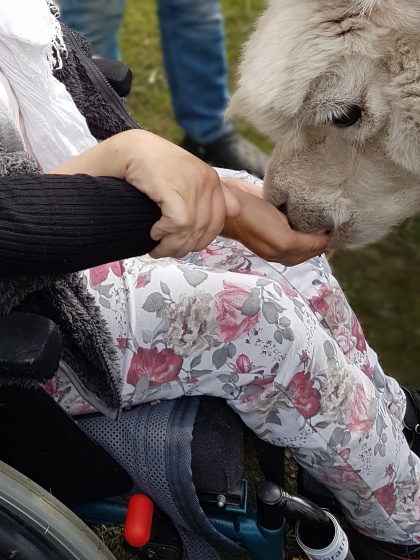 En assistansanvändare matar en alpacka med stöd av assistentens hand.