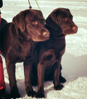 Irone Ore Digging For Black Gold "Brutus" och syster Iron Ore My Name Is Kiruna "Lycka"