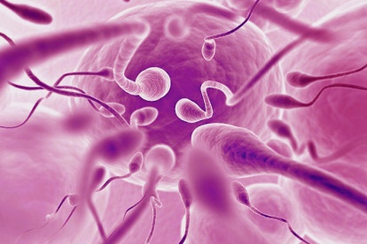 IVF-behandling med donerade spermier utförs på GynHälsan Fertilitetsklinik. Behandlingen erbjuds par såväl som ensamstående.