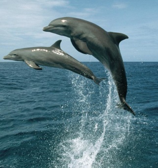 Dolphins are our older wise sisters and brothers. Dolphins are our older wise sisters and brothers.