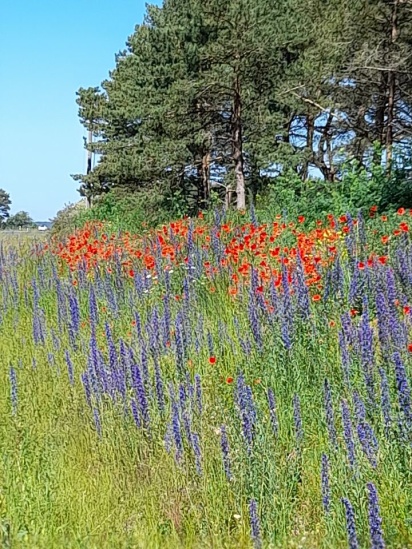 Ayurvedisk hälsorådgivning och energibalansering hos Lotta Bergqvist i Falkenberg, Halland