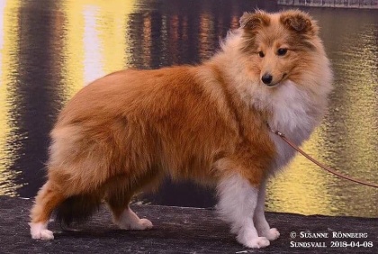 Starbelle Skyfall "Harry" 6 mån. Starbelle Skyfall "Harry" 6 mån.