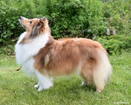 Tessa snart 4 år Tessa snart 4 år