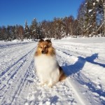Lapplandia's Iittala Vitriini "Mira" 16 månader